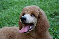 Kira , a female Poodle - Standard  for sale in Crossville, TN – 7 of 8