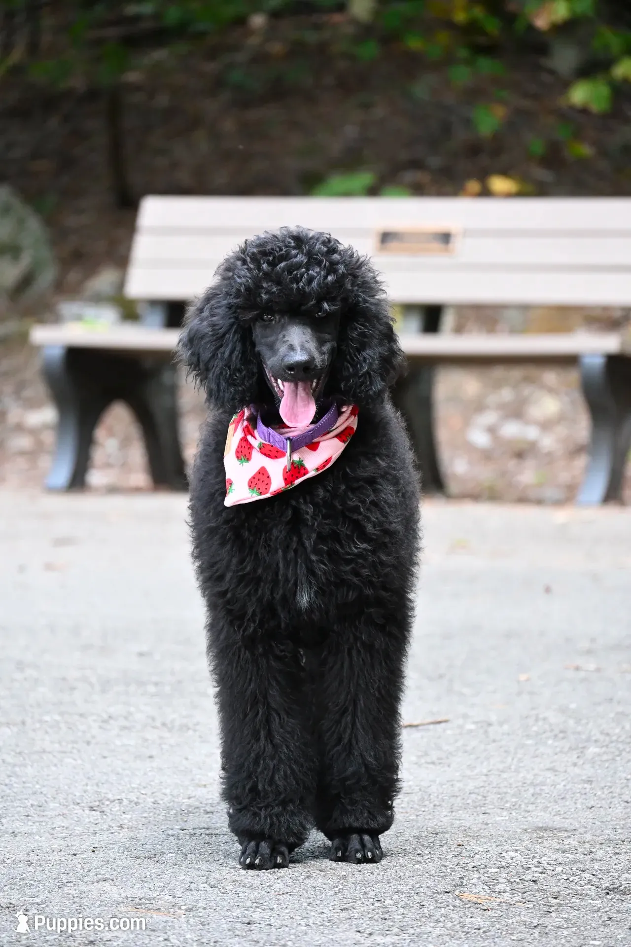 Poppi , a female Poodle - Standard  for sale in Crossville, TN – 1 of 5