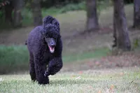 Poppi , a female Poodle - Standard  for sale in Crossville, TN – 3 of 5