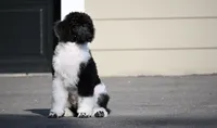 Tux , a male Poodle - Standard  for sale in Crossville, TN – 2 of 4