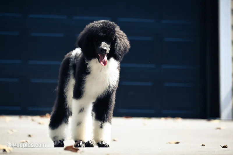 Tux  – Poodle - Standard  puppy for sale in Crossville, TN