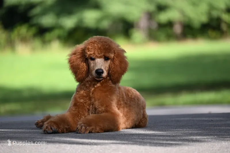 Cinder – Poodle - Standard  puppy for sale in Crossville, TN