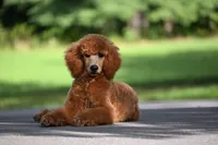 Cinder, a male Poodle - Standard  for sale in Crossville, TN – 1 of 5
