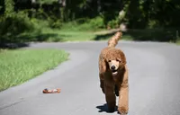 Cinder, a male Poodle - Standard  for sale in Crossville, TN – 4 of 5