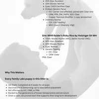 Clara-5th Gen. Family Lab, a female Labrador Retriever for sale in Earlham, IA – Photo 7 of 8