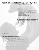 Clara-5th Gen. Family Lab, a female Labrador Retriever for sale in Earlham, IA – Photo 7 of 8