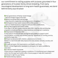 Clara-5th Gen. Family Lab, a female Labrador Retriever for sale in Earlham, IA – Photo 8 of 8