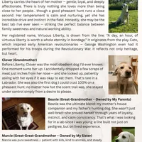 Clara-5th Gen. Family Lab, a female Labrador Retriever for sale in Earlham, IA – Photo 4 of 8