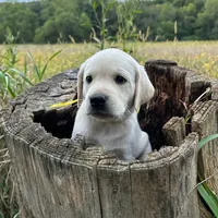 Clara-5th Gen. Family Lab, a female Labrador Retriever for sale in Earlham, IA – Photo 3 of 8