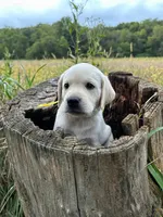 Clara-5th Gen. Family Lab, a female Labrador Retriever for sale in Earlham, IA – Photo 3 of 8