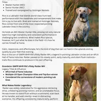 Clara-5th Gen. Family Lab, a female Labrador Retriever for sale in Earlham, IA – Photo 5 of 8