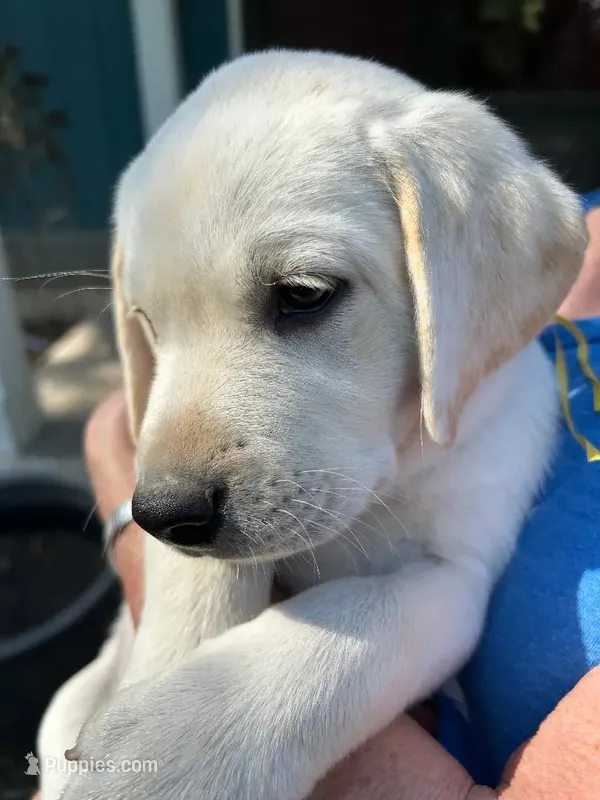 Clara-5th Gen. Family Lab