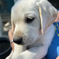 Clara-5th Gen. Family Lab, a female Labrador Retriever for sale in Earlham, IA – Photo 1 of 8