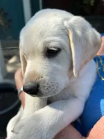 Clara-5th Gen. Family Lab, a female Labrador Retriever for sale in Earlham, IA – Photo 1 of 8
