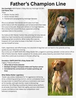 4 Gen Family Raised White Lab, a female Labrador Retriever for sale in Earlham, IA – Photo 6 of 10