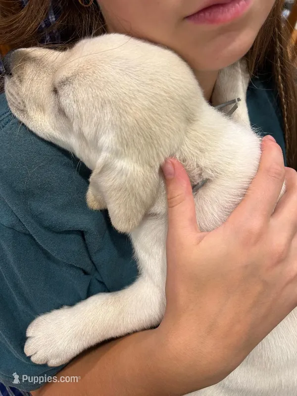 4 Gen Family Raised White Lab