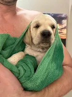 4 Gen Family Raised White Lab, a female Labrador Retriever for sale in Earlham, IA – Photo 4 of 10