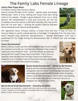 4 Gen Family Raised White Lab, a female Labrador Retriever for sale in Earlham, IA – Photo 5 of 10