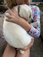 4 Gen Family Raised White Lab, a female Labrador Retriever for sale in Earlham, IA – Photo 3 of 10