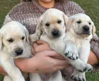 4 Gen Family Raised White Lab, a female Labrador Retriever for sale in Earlham, IA – Photo 2 of 10