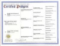 4 Gen Family Raised White Lab, a female Labrador Retriever for sale in Earlham, IA – Photo 10 of 10