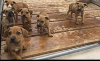Bear, a male American Pit Bull Terrier for sale in Brighton, CO – 4 of 4