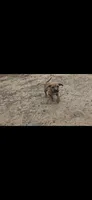 Bear, a male American Pit Bull Terrier for sale in Brighton, CO – 3 of 4