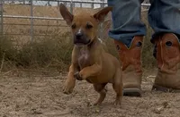 Bear, a male American Pit Bull Terrier for sale in Brighton, CO – 2 of 4