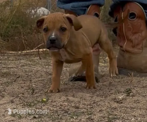 Bear – American Pit Bull Terrier puppy for sale in Brighton, CO