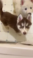 Mochi, a female Alaskan Malamute and Siberian Husky for sale in Salem, OR – 2 of 3