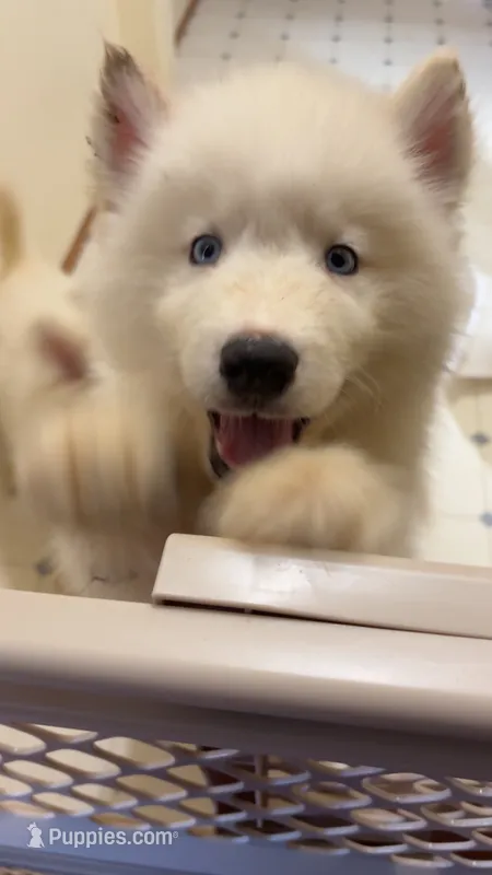 Prince – Alaskan Malamute, Siberian Husky puppy for sale in Salem, OR