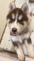 Mochi, a female Alaskan Malamute and Siberian Husky for sale in Salem, OR – 1 of 3
