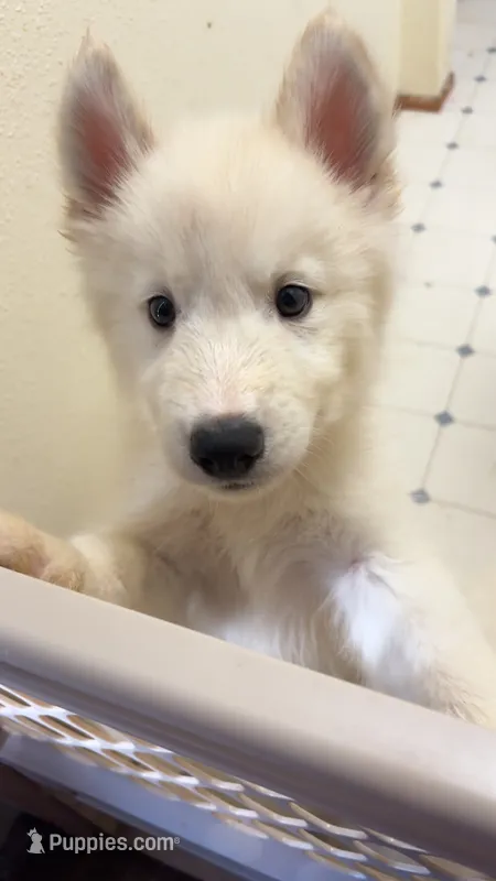 Codi – Alaskan Malamute, Siberian Husky puppy for sale in Salem, OR