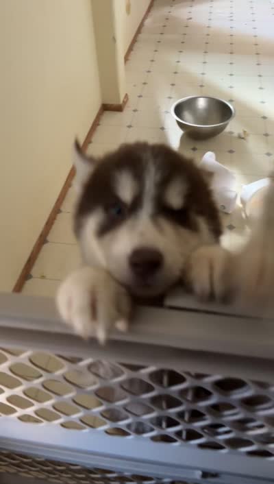 Mochi, a female Alaskan Malamute and Siberian Husky for sale in Salem, OR – 3 of 3