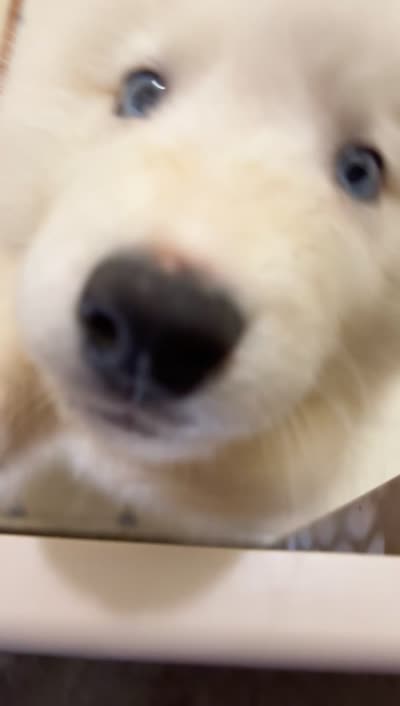 Prince, a male Alaskan Malamute and Siberian Husky for sale in Salem, OR – 5 of 5