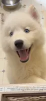 Prince, a male Alaskan Malamute and Siberian Husky for sale in Salem, OR – 2 of 5