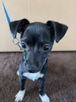Ace, a male Chihuahua for sale in Pomona, CA – 3 of 6
