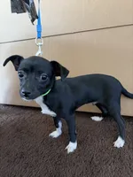 Ace, a male Chihuahua for sale in Pomona, CA – 4 of 6