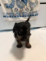 N/A, a female Doxiepoo for sale in Pomona, CA – 2 of 4