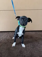 Ace, a male Chihuahua for sale in Pomona, CA – 2 of 6