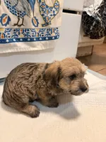 N/A, a male Doxiepoo for sale in Pomona, CA – 4 of 4