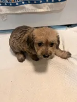 N/A, a male Doxiepoo for sale in Pomona, CA – 2 of 4