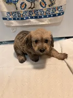 N/A, a male Doxiepoo for sale in Pomona, CA – 3 of 4