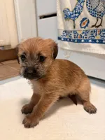 N/A, a female Doxiepoo for sale in Pomona, CA – 4 of 4