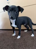 Ace, a male Chihuahua for sale in Pomona, CA – 5 of 6