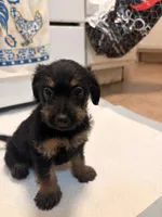 N/A, a female Doxiepoo for sale in Pomona, CA – 4 of 4