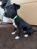Ace, a male Chihuahua for sale in Pomona, CA – 6 of 6
