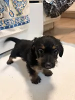 N/A, a female Doxiepoo for sale in Pomona, CA – 3 of 4