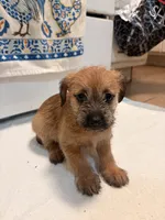 N/A, a female Doxiepoo for sale in Pomona, CA – 3 of 4
