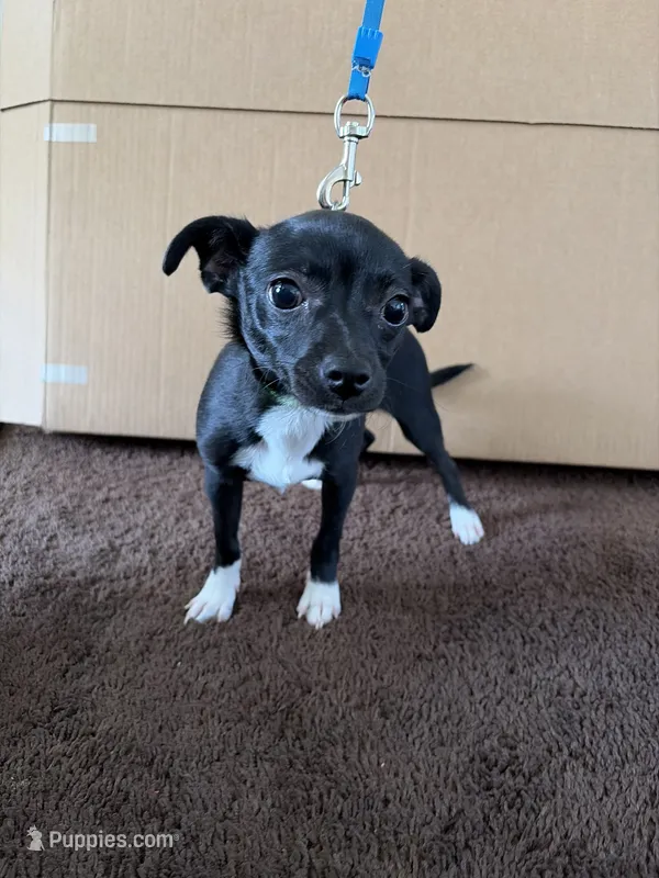 Ace – Chihuahua puppy for sale in Pomona, CA